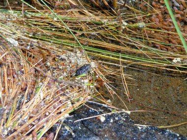 Juvenile Northern water snake sticking head out of water clipart