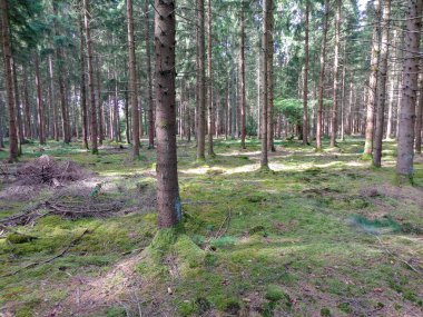 Belçika Ardennes 2. Dünya Savaşı Savaş Alanı