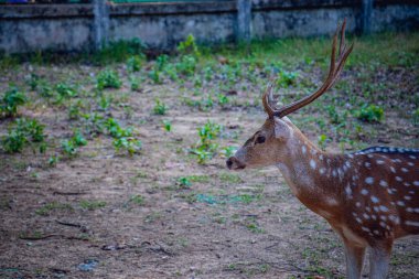 Benekli Geyik ya da Eksen Geyiği Bangladeş 'teki bir safari parkında