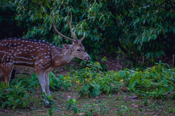 在孟加拉国的一个狩猎公园里 也被称为 斑点鹿 轴心鹿 的胆汁或乳酪 — 图库照片
