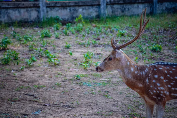 孟加拉国的一个狩猎公园里 斑点鹿 轴心鹿 正在逼近 — 图库照片