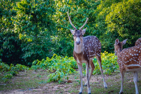 Spotted Deer Axis Deer Looking Camera Safari Park Bangladesh — Stock Photo, Image