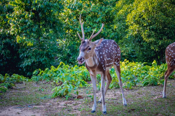 孟加拉国的一个狩猎公园里 年轻的斑点鹿 Axis Deer 在吃东西 — 图库照片