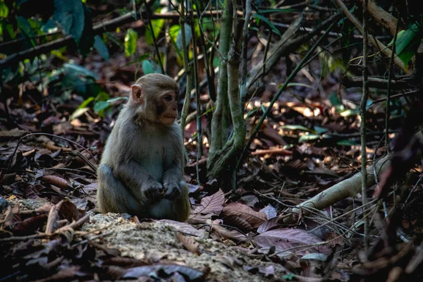 Pieni Apina Etsii Ruokaa Safaripuiston Maaperästä — kuvapankkivalokuva
