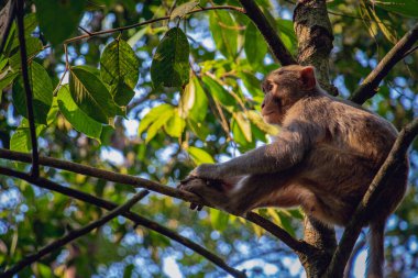 Bir ağacın dalında tek başına oturan bir maymun manzarası. Ve bedeni gün ışığında parlar.