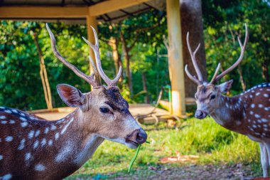 Closeup of a young Spotted Deer or Axis Deer in a safari park in Bangladesh