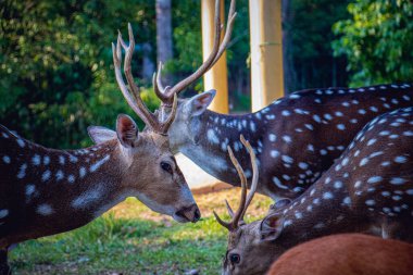 Closeup of a young Spotted Deer or Axis Deer in a safari park in Bangladesh