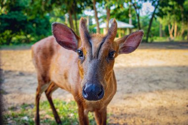 Dominant Roe Deer look in the camera in a safari park in Bangladesh
