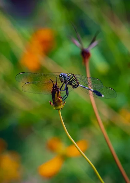 Portrait Green Dragonfly Erythemis Simplicicollis Dry Flower Rainy Day — Stock Photo, Image