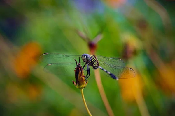 Closeup Green Dragonfly Erythemis Simplicicollis Dry Flower Rainy Day — Stock Photo, Image