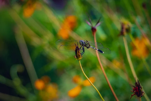 Güzel yeşil yusufçuk (Erythemis simplicicollis) yağmurlu bir günde kuru bir çiçek üzerinde.