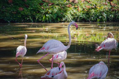 Negara Hayvanat Bahçesi, Malezya 'da gölün çamurunda yiyecek arayan bir Büyük Flamingo (Phoenicopterus gülü) sürüsü..