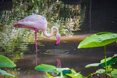 Daha büyük flamingo (Phoenicopterus roseus) hayvanat bahçesinin havuzunda çamurdan yiyecek yer..