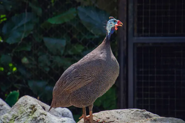 Malezya 'da bir hayvanat bahçesi etrafındaki bir kayanın üzerinde duran kuş miğferi (Numida meleagris). Kuşun çıplak mavi bir kafası ve kırmızı gıdısı olan benekli bir vücudu vardır. Arka planda yeşil yapraklarla doğal ışık altında yakalanmış..