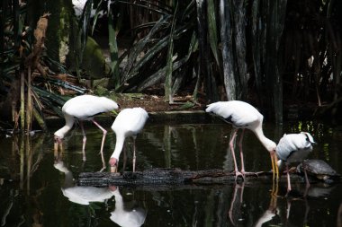 Hayvanat bahçesindeki sığ bir gölde beslenen dört boyalı leylek (Mycteria leucocephala) kuşu. Doğal ışıkta yakalanarak uzun bacaklarını, kavisli gagalarını ve sudaki yansımalarını gösterirler..