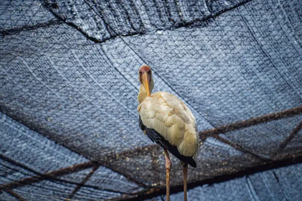 Sarı gagalı leylek (Mycteria ibis), güneşli bir günde Malezya hayvanat bahçesinde yakalanan, parlak sarı gagası ve yumuşak beyaz tüyleriyle, hayvanat bahçesi ağlarının altında uzun süre ayakta kalır..
