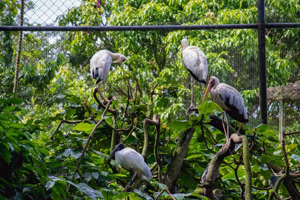 Boyalı leylekler (Mycteria leucocephala) kuşları ve Avustralya beyaz aynakları (Threskiornis molucca) bir hayvanat bahçesindeki yemyeşil dalların arasına tünemiş kuşlardır..