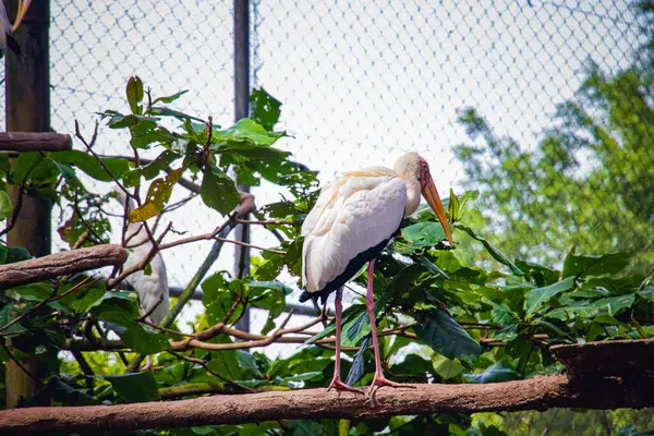 Boyalı leylek (Mycteria leucocephala) kuşu Malezya 'da bir hayvanat bahçesinde bir dalın üzerinde duruyor. Gün ışığında doğal çevreyle yakalanan bu renkli sulak arazi kuş türünü gözler önüne seriyor..