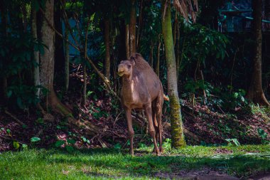 Kumlu çölde yeşil ağaçlarla duran deve Zoo Negara, Kuala Lumpur, Malezya 'da. Doğal ışıkta yakalanmış, sakin bir ortamda vahşi hayatı sergiliyor..