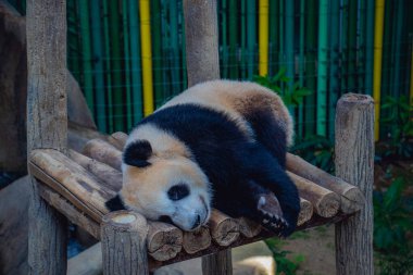 Tahta bir platformda dinlenen sevimli dev bir panda tüylü siyah beyaz kürkünü sergilerken Malezya 'da sakin ve doğal bir hayvanat bahçesinde huzur içinde uyuyor..