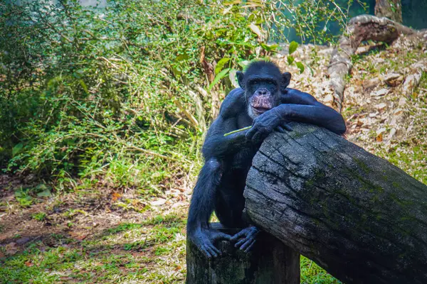 Düşünceli bir şempanze, Malezya 'da bir hayvanat bahçesinde yeşil bir ormanda bir kütüğe yaslanmış, bu olağanüstü primatın zekasını, sakinliğini ve güzelliğini vurguluyor..