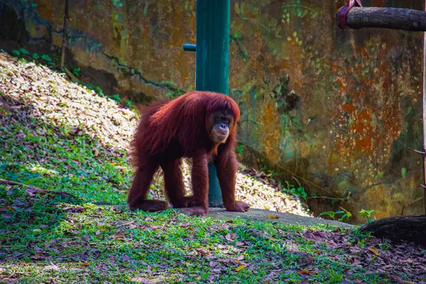 Yeşil çimlerin üzerinde duran, doğal güzelliğini ve gücünü sergileyen, Malezya 'daki bir hayvanat bahçesinde yakalanmış, uzun kırmızı kürklü güzel bir orangutan..