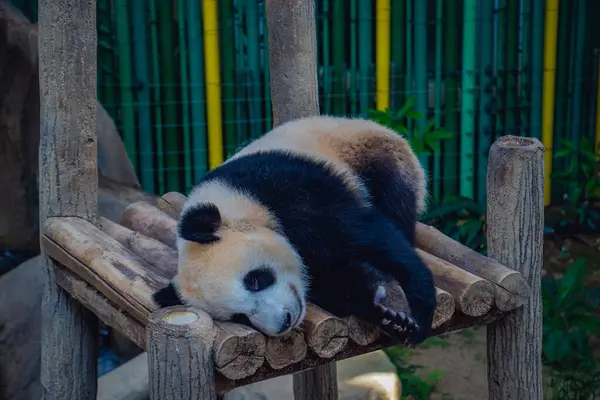 Tahta bir platformda dinlenen sevimli dev bir panda tüylü siyah beyaz kürkünü sergilerken Malezya 'da sakin ve doğal bir hayvanat bahçesinde huzur içinde uyuyor..