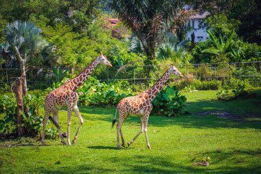 Bir çift zarif zürafa, Malezya hayvanat bahçesindeki doğal bir çevrede yemyeşil çimenlerde geziniyor, uzun boyunlarını, benekli desenlerini ve zarif hareketlerini sergiliyorlar..
