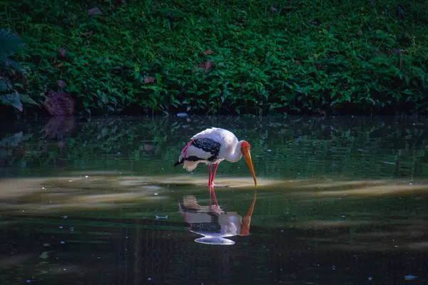 Turuncu gagalı ve pembe tüylü Boyalı Leylek 'in (Mycteria leucocephala) yakın çekimi, Malezya' daki bir hayvanat bahçesinde suyun yanında durmaktadır..