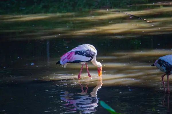 Büyüleyici Boyalı Leylek (Mycteria leucocephala) sığ sularda zarif bir şekilde duruyor ve Malezya Hayvanat Bahçesi 'ndeki egzotik güzelliğini ve sakinliğini yansıtıyor..
