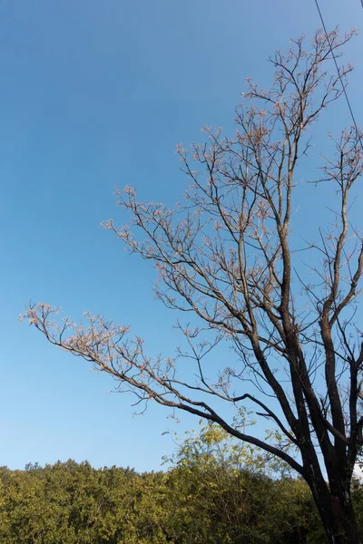メリア アゼダラハ Melia Azedarach チナベリーの木として知られる 背景に青い空 ウッタラーカンド インディア — ストック写真