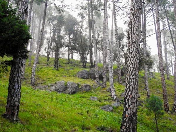 Pine Tree Forest Foothills Mussoorie Híres Turisztikai Célpont Himalája Régió — Stock Fotó