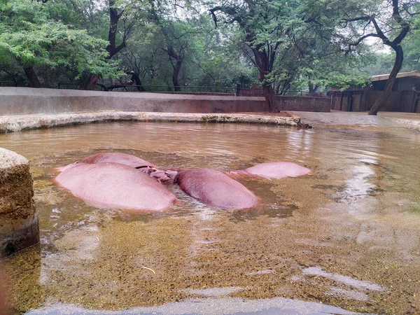 Novembre 2019 New Delhi Inde Hippopotame Également Appelé Hippopotame Intérieur — Photo