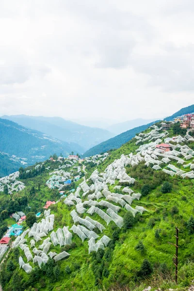 Julho 2022 Himachal Pradesh Índia Agricultores Himachal Usando Redes Granizo — Fotografia de Stock