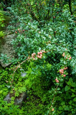 Meyve bahçesindeki ağaçta asılı duran elmalar çok güzel doğal bir arka plan. Kullu Himachal Pradesh Hindistan.