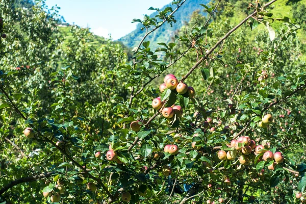 Apples hanging in a tree at the orchard with beautiful natural background. Kullu Himachal Pradesh India.