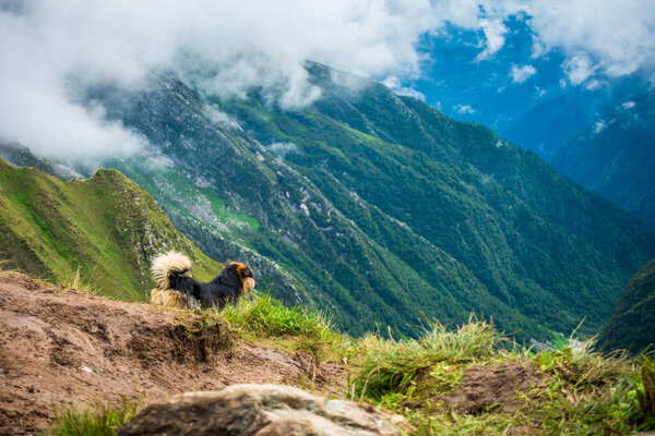 July 14th 2022, Himachal Pradesh India. Himalayan shepherd dog or gaddi dog at Parvati bagh valley during Shrikhand Mahadev Kailash Yatra in the Himalayas.