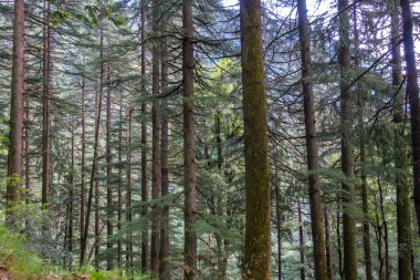 Cedrus deodara, deodar sedir, Himalayalar 'a özgü bir sedir türüdür. - Evet. Himachal Pradesh Hindistan.