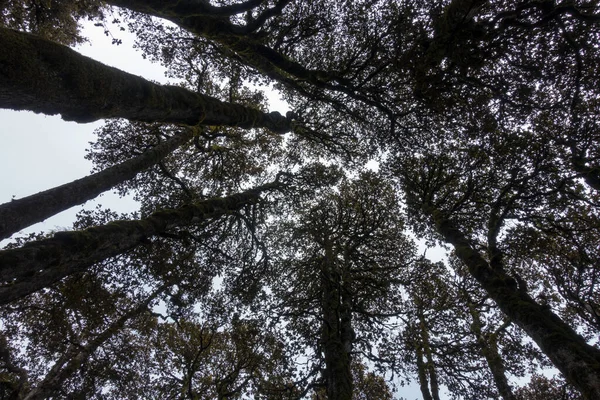 セドルス デオダラ Cedrus Deodara ヒマラヤに自生する杉の一種 コピービュー ウッタラーカンド インディア — ストック写真