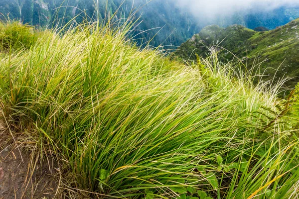 Schwarzer Himalaya Sedge Oder Carex Gras Kommt Hochgebirgswiesen Der Himalaya — Stockfoto