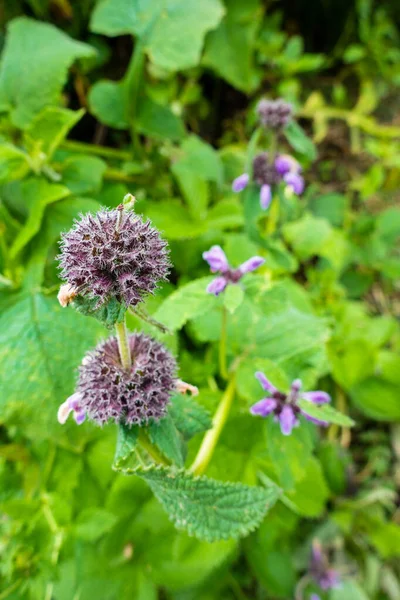 Short Stalked Catmint Nepeta Subsessilis Purple Flowers Buds Foothills Himalayas — Stock Photo, Image