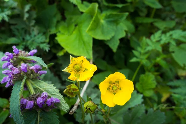 Walijski Mak Papaver Cambricum Synonim Meconopsis Cambrica Kwitnące Żółte Kwiaty — Zdjęcie stockowe
