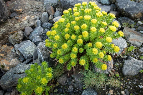 Rhodiola Rosea Commonly Golden Root Rose Root Roseroot Growing Parvati — Stock Photo, Image