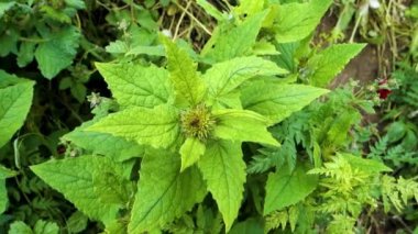 Sigesbeckia orientalis, Asteraceae familyasından bir bitki türüdür. Himalayalar 'ın eteklerinde. Himachal Pradesh Hindistan.