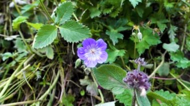 Himalaya turnalarının gagası (Geranium himalayense) Himalayaların eteklerinde çiçek açar. Himachal Pradesh Hindistan.