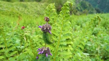 Kısa saplı nane şekeri, Nepeta, Himalayalar 'ın eteklerindeki mor çiçekleri ve tomurcukları alt eder. Himachal Pradesh.