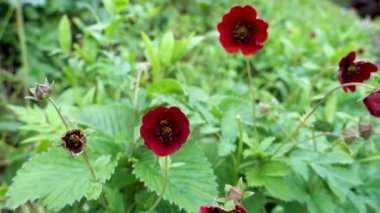 Potentilla atrosanguinea, Himalaya cinquefoil veya yakut cinquefoil, Bhutan ve Hindistan 'da bulunan bir Potentilla türüdür. Bitkiler ve kırmızı çiçekler.