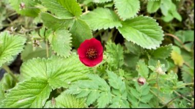 Potentilla atrosanguinea, Himalaya cinquefoil veya yakut cinquefoil, Bhutan ve Hindistan 'da bulunan bir Potentilla türüdür. Bitkiler ve kırmızı çiçekler.