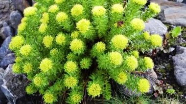 Himalayalar 'da Parvati Bagh' da yetişen Rodos gülleri (yaygın olarak altın kök, gül kökü, roseroot). Himalaya ilaç bitkileri. Hindistan