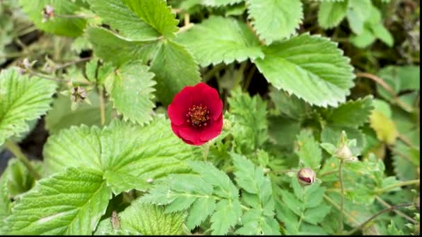 Potentilla Atrosanguinea Dark Crimson Cinquefoil Himalayan Cinquefoil Ruby Cinquefoil Species — Stock Video